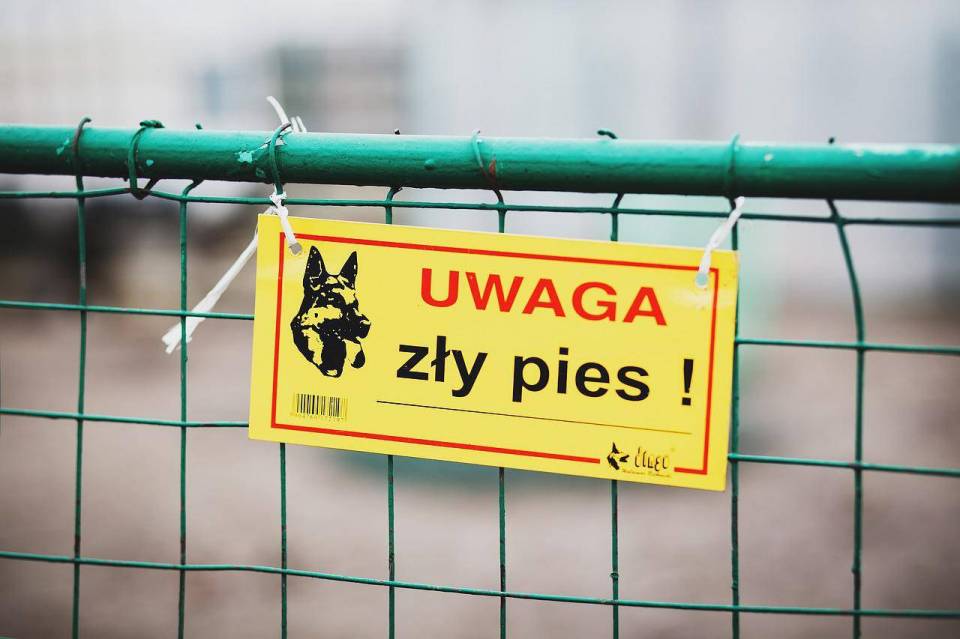 Łask: Wataha 13 psów pod obserwacją! Dlaczego zaatakowały? Prokuratura wszczęła śledztwo w sprawie pogryzienia 18-latki